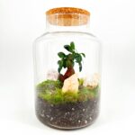 Classic Ficus Bonsai Terrarium - Bioactive and Fully Assembled