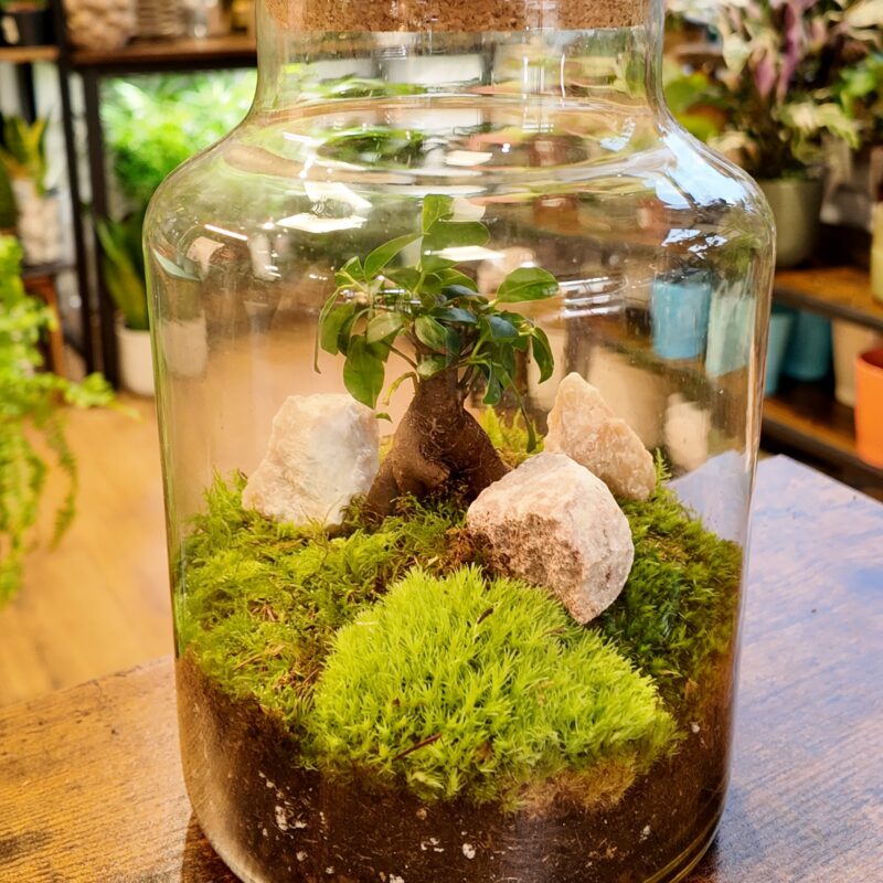 Classic Ficus Bonsai Terrarium Classic Ficus Bonsai Terrarium