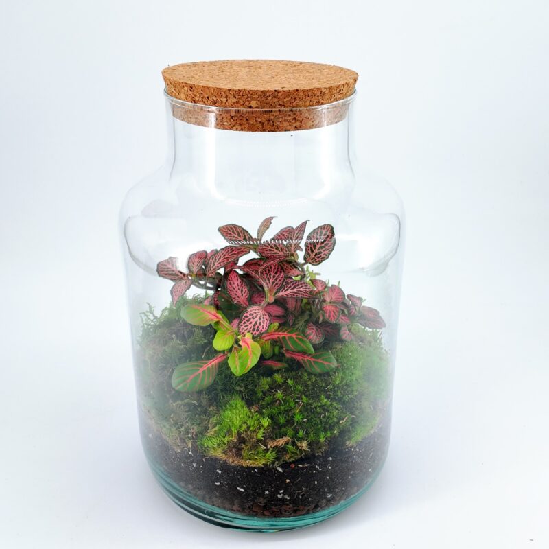Classic Fittonia Terrarium - Bioactive and Fully Assembled Classic Fittonia Terrarium - Bioactive and Fully Assembled