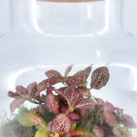 Classic Fittonia Terrarium - Bioactive and Fully Assembled