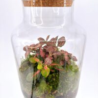 Classic Fittonia Terrarium - Bioactive and Fully Assembled