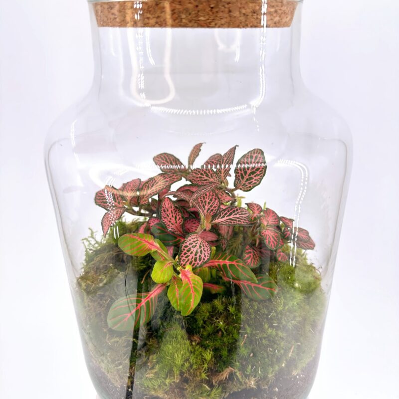Classic Fittonia Terrarium - Bioactive and Fully Assembled Classic Fittonia Terrarium - Bioactive and Fully Assembled