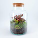Classic Fittonia Terrarium - Bioactive and Fully Assembled