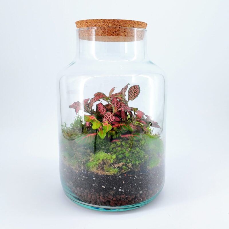 Classic Fittonia Terrarium - Bioactive and Fully Assembled