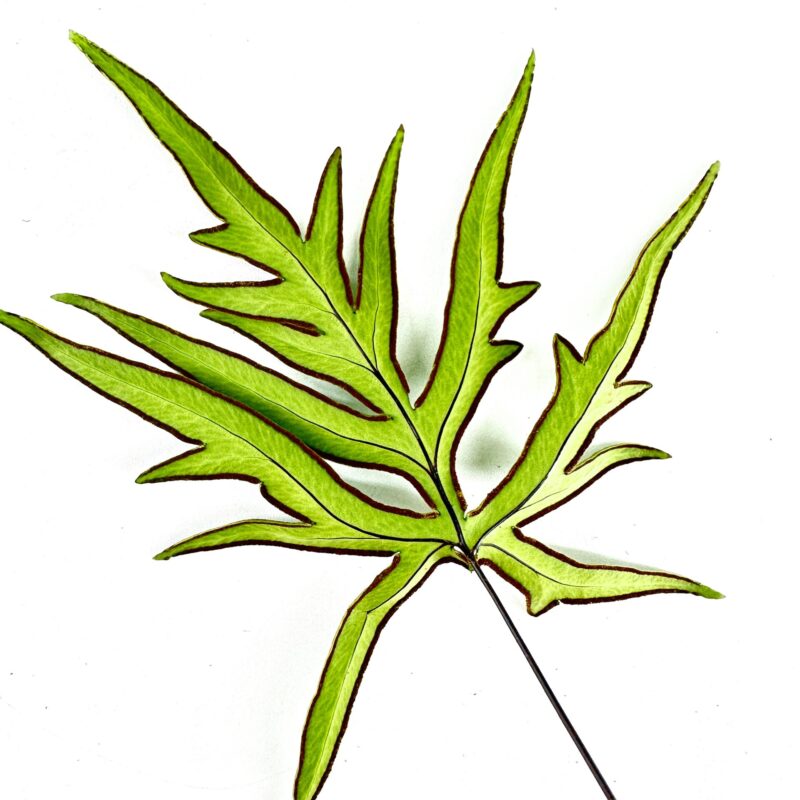 Doryopteris Pedata Hand Fern Doryopteris Pedata Hand Fern