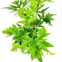 Doryopteris Pedata Hand Fern