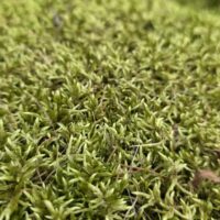 forest-floor-moss-closeup