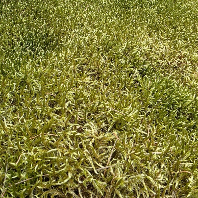 forest-moss-carpet-tree-trunk-sunlit-woodland forest-moss-carpet-tree-trunk-sunlit-woodland