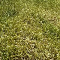 forest-moss-carpet-tree-trunk-sunlit-woodland