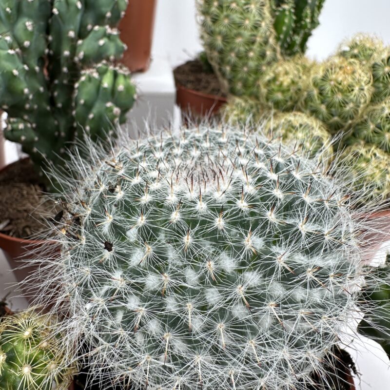 Easy to Care Cactus Mix Houseplants Easy to Care Cactus Mix Houseplants