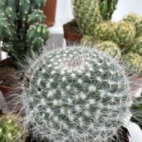 Easy to Care Cactus Mix Houseplants