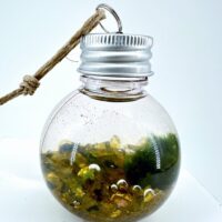 Mini Marimo Moss Ball Bauble with golden crush pebbles, handmade eco-glass ornament featuring real Marimo moss and warm golden decorative stones.