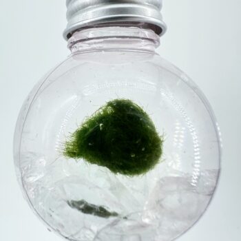 Mini Marimo Moss Ball Bauble with clear glass pebbles, elegant eco-glass ornament containing real Marimo moss and transparent decorative stones.