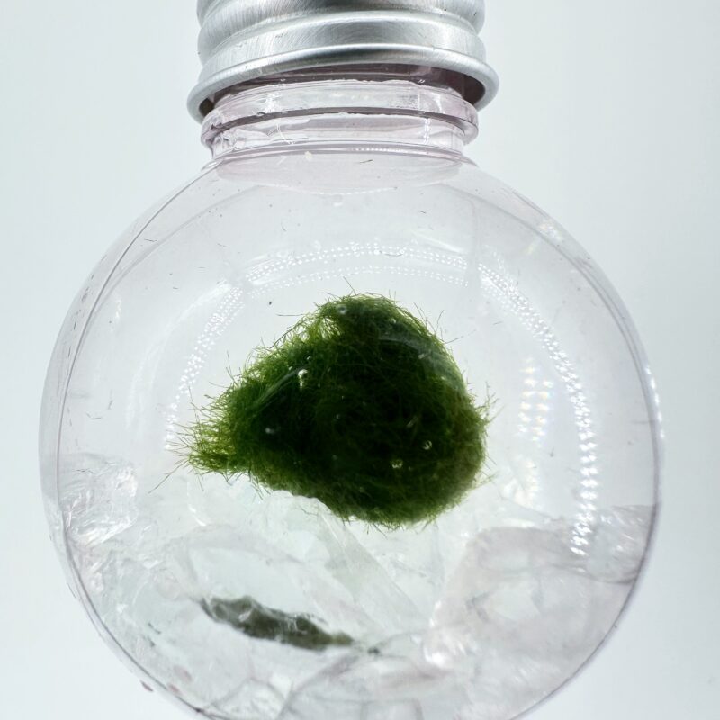 Mini Marimo Moss Ball Bauble with clear glass pebbles, elegant eco-glass ornament containing real Marimo moss and transparent decorative stones.
