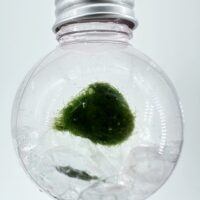 Mini Marimo Moss Ball Bauble with clear glass pebbles, elegant eco-glass ornament containing real Marimo moss and transparent decorative stones.