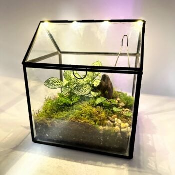 Terrarium Greenhouse with LED Light