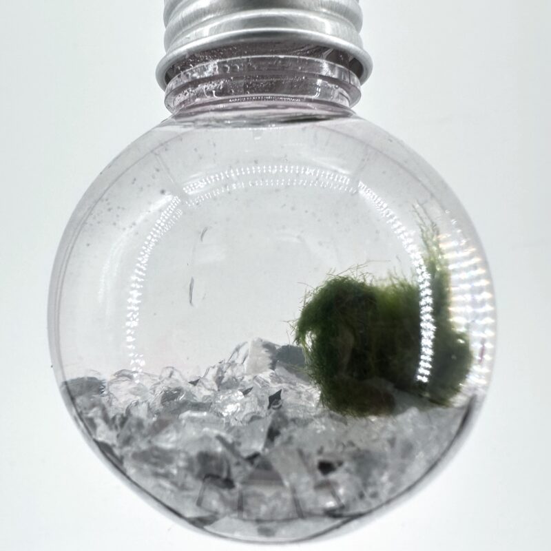 Mini Marimo Moss Ball Bauble Mini Marimo Moss Ball Bauble with silver mirror pebbles, eco-glass ornament with living Marimo moss and reflective stones from Highland Moss.