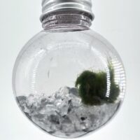 Mini Marimo Moss Ball Bauble with silver mirror pebbles, eco-glass ornament with living Marimo moss and reflective stones from Highland Moss.