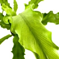 Asplenium Nidus Bird’s Nest Fern