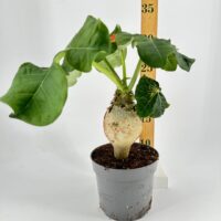 Jatropha Podagrica Orange - Buddha Belly Plant