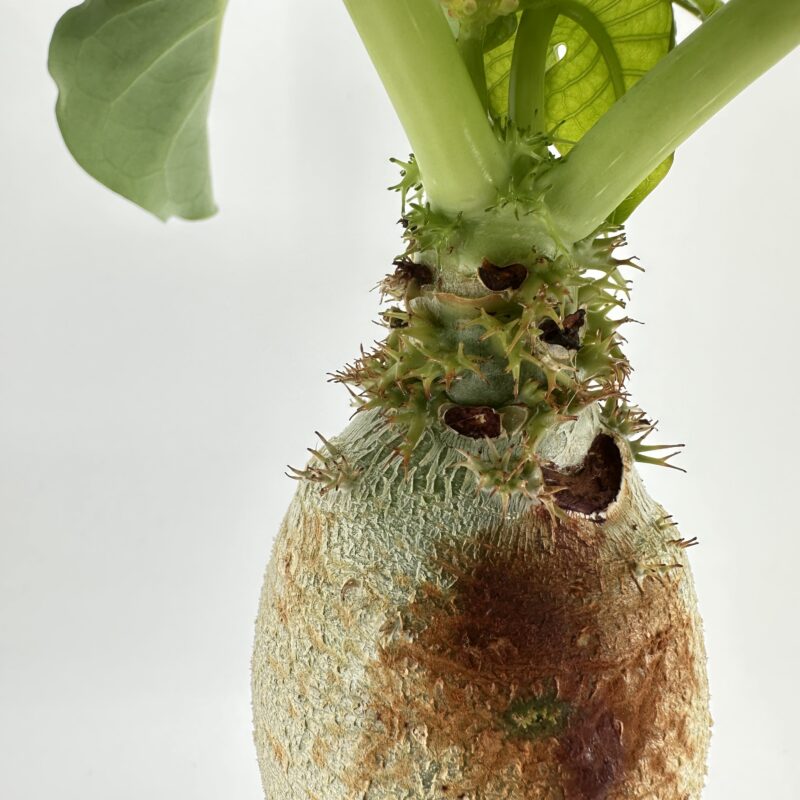 Jatropha Podagrica Orange - Buddha Belly Plant Jatropha Podagrica Orange - Buddha Belly Plant