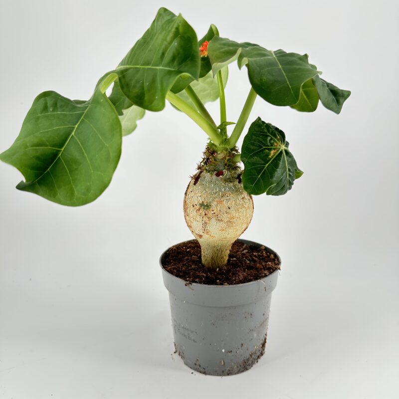 Jatropha Podagrica Orange - Buddha Belly Plant Jatropha Podagrica Orange - Buddha Belly Plant