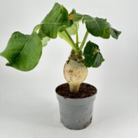 Jatropha Podagrica Orange - Buddha Belly Plant