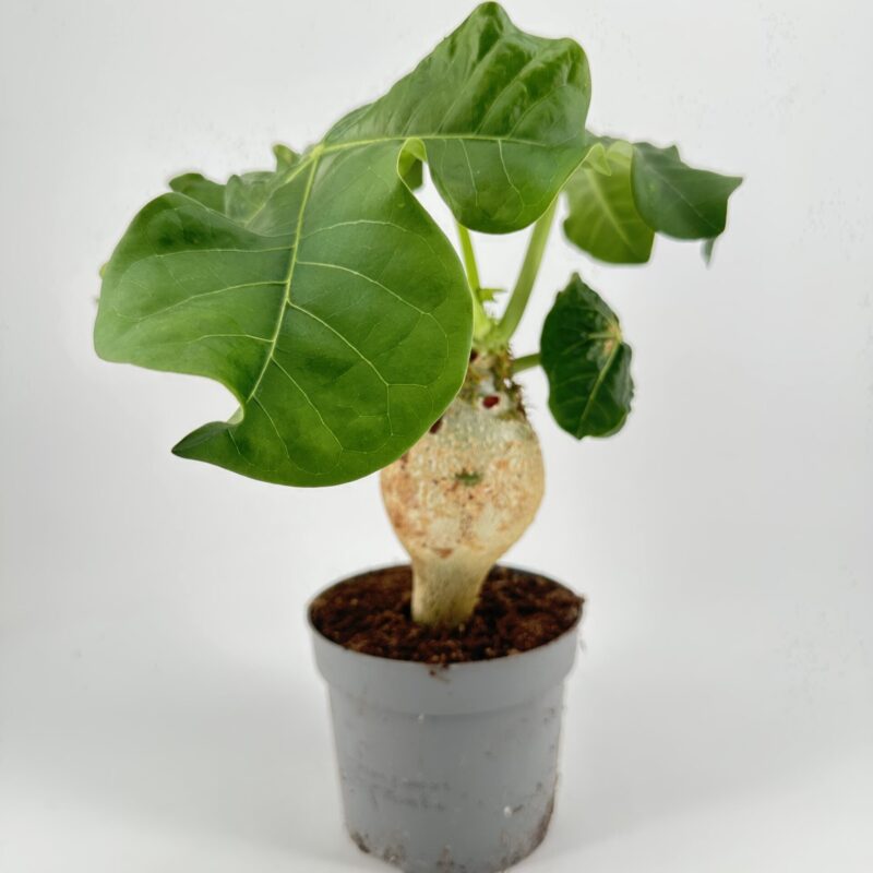 Jatropha Podagrica Orange - Buddha Belly Plant Jatropha Podagrica Orange - Buddha Belly Plant