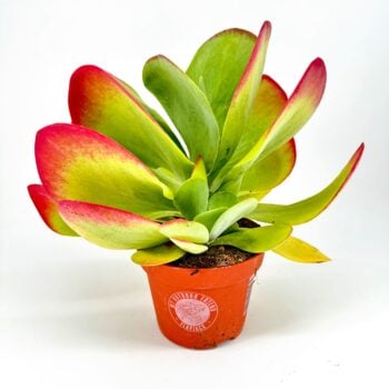 Kalanchoe Thyrsiflora Red Lips Succulent