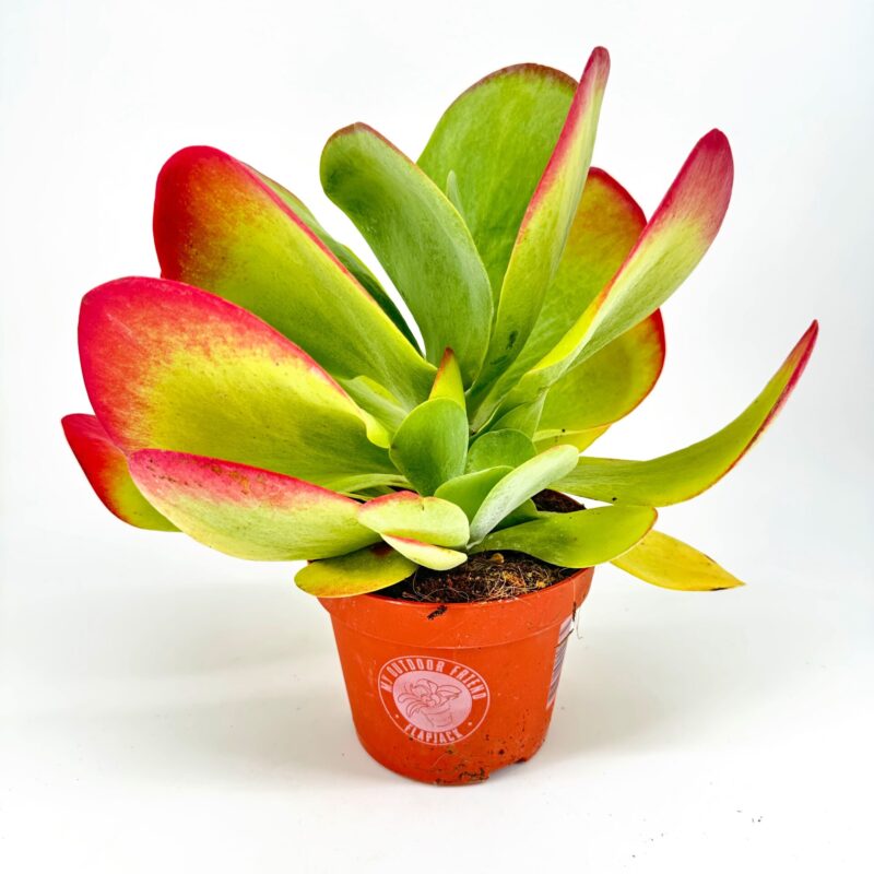 Kalanchoe Thyrsiflora Red Lips Succulent