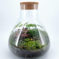 Lab Flask Asparagus Fern and Fittonia Terrarium - Bioactive and Fully Assembled