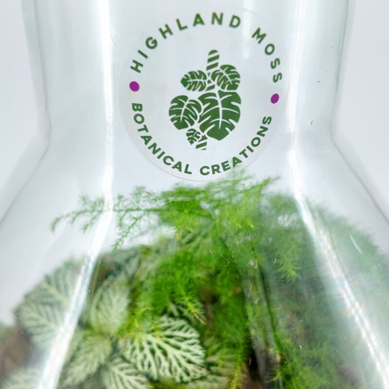 Lab Flask Asparagus Fern and Fittonia Terrarium - Bioactive and Fully Assembled Lab Flask Asparagus Fern and Fittonia Terrarium - Bioactive and Fully Assembled