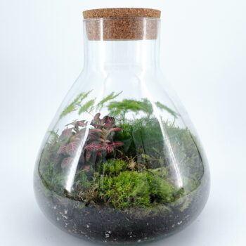 Lab Flask Asparagus Fern and Fittonia Terrarium - Bioactive and Fully Assembled