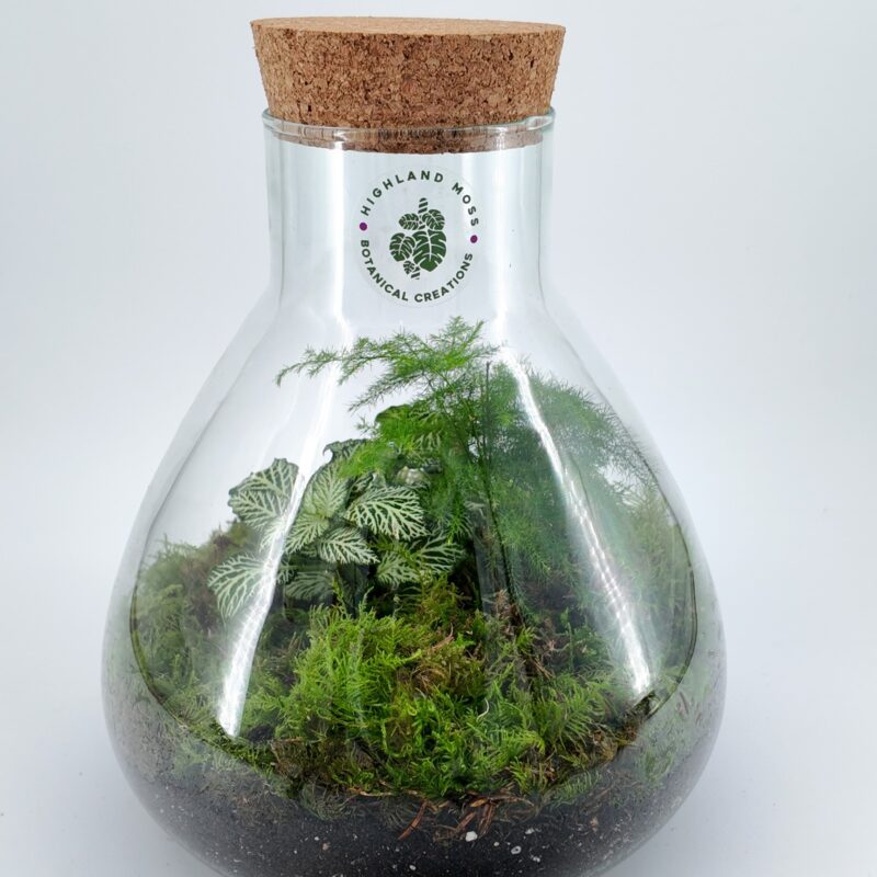Lab Flask Asparagus Fern and Fittonia Terrarium - Bioactive and Fully Assembled Lab Flask Terrarium Starter Kit DIY