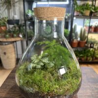 Lab Flask Asparagus Fern and Fittonia Terrarium - Bioactive and Fully Assembled