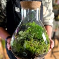 Lab Flask Asparagus Fern and Fittonia Terrarium - Bioactive and Fully Assembled