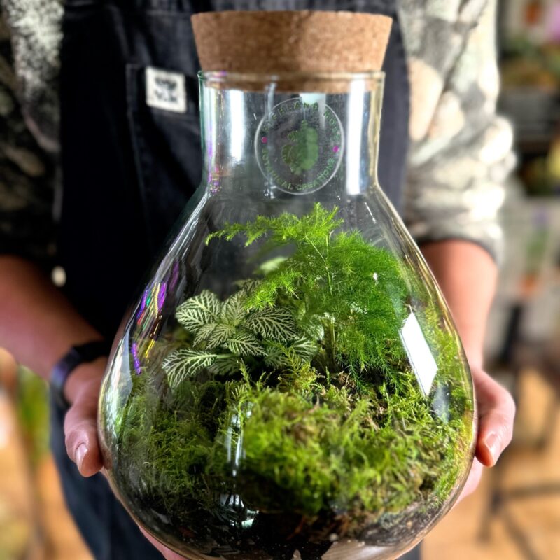 Lab Flask Asparagus Fern and Fittonia Terrarium - Bioactive and Fully Assembled Lab Flask Asparagus Fern and Fittonia Terrarium - Bioactive and Fully Assembled