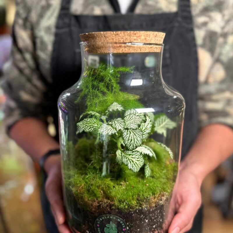 Classic Asparagus Fern and Fittonia Terrarium - Bioactive and Fully Assembled Classic Asparagus Fern and Fittonia Terrarium - Bioactive and Fully Assembled