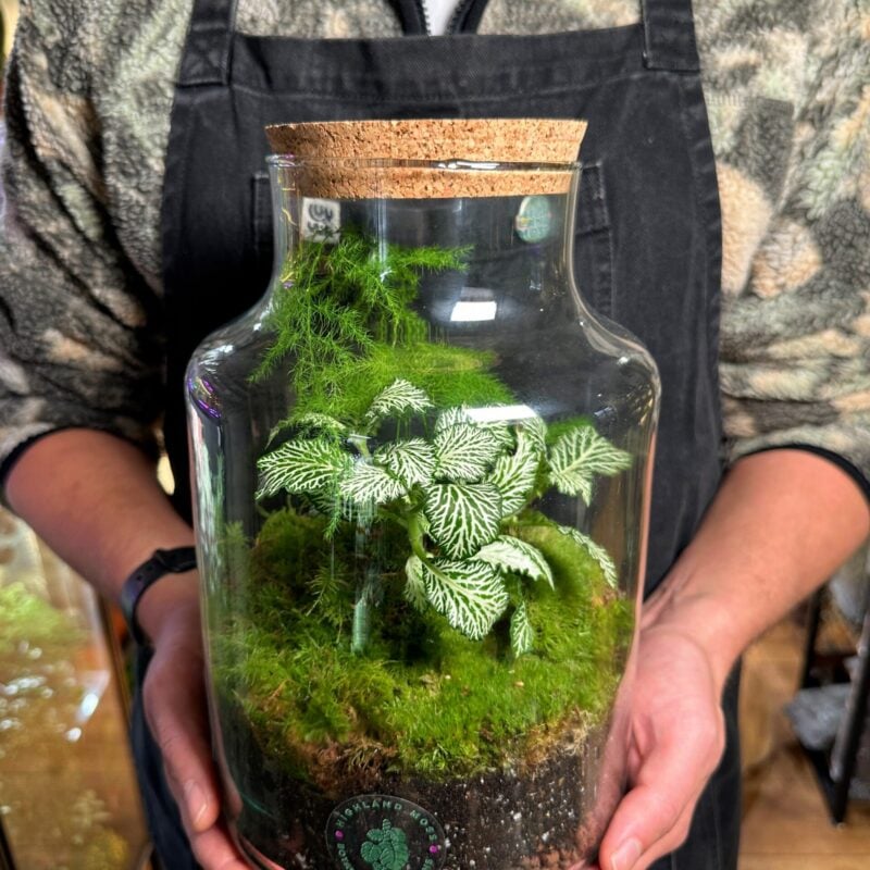 Classic Asparagus Fern and Fittonia Terrarium - Bioactive and Fully Assembled Classic Asparagus Fern and Fittonia Terrarium - Bioactive and Fully Assembled