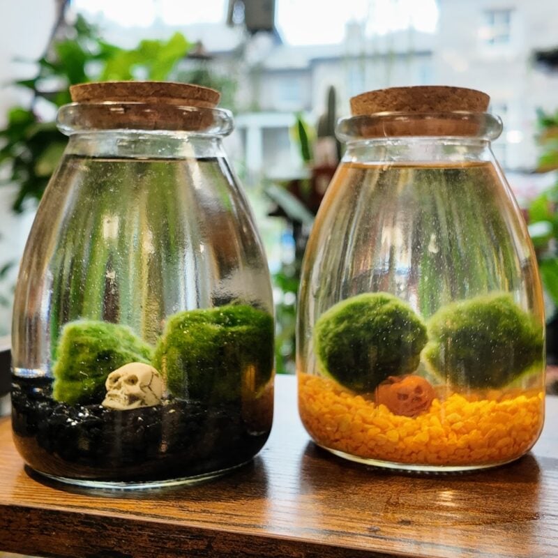 Marimo Moss Ball Kit With Illustrated Guide - Halloween Limited Edition