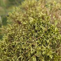 moss-macro-closeup-green-bokeh