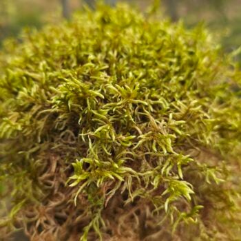 Red Stemmed Feather Moss - Pleurozium schreberi