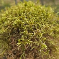 moss-macro-on-stone-forest-bokeh