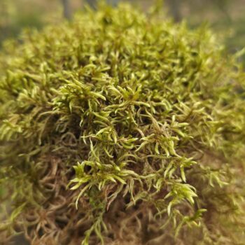 Red Stemmed Feather Moss - Pleurozium schreberi