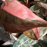 Philodendron Pink Princess