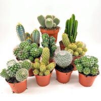 Easy to Care Cactus Mix Houseplants