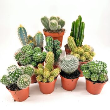 Easy to Care Cactus Mix Houseplants