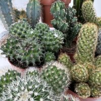 Easy to Care Cactus Mix Houseplants
