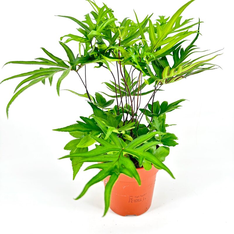 Doryopteris Pedata Hand Fern