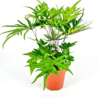 Doryopteris Pedata Hand Fern